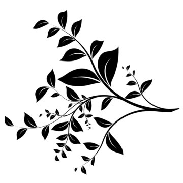 branche et feuillage - branch and leaves on white - vector