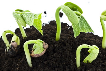 Bean seeds germinating shot