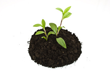 Growing green plants in soil