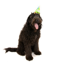 poodle