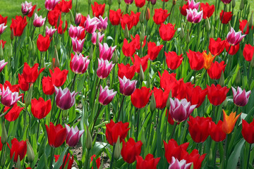 Field of multicolored tulips