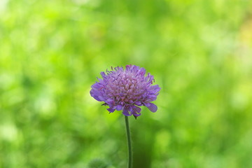 Field flower