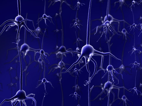 neuronas
