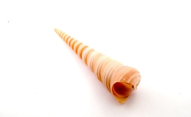 Cockleshell of yellow colour on a white background