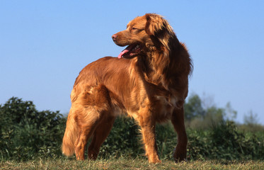 superbe nova scotia duck tolling retriever standard de profil