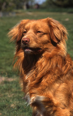 superbe nova scotia duck tolling retriever en portrait