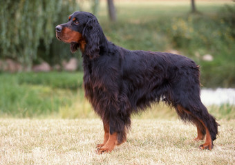 immobile setter gordon adulte de profil en exterieur