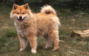 Lapinkoira ou Finnish Lapphund roux - race rare