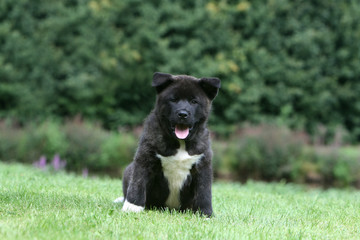 Chiot bicolore assis de face dans la pelouse