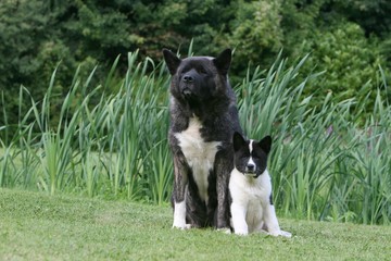 Akita américain et son petit assis de face dans le jardin