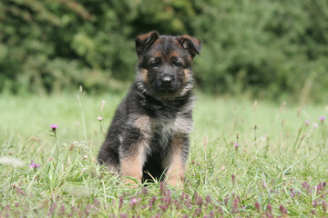 chiot berger allemand assis de face à la campagne