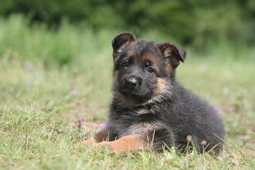 mignon petit berger allemand couch&eacute; &agrave; la campagne