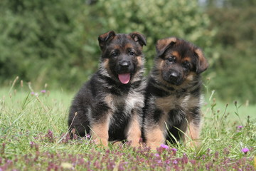 Deux rigolos chiots bergers allemands assis côte à côte