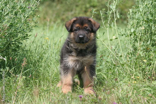 Chiot Berger Allemand Debout De Face A La Campagne Wall Mural Wallpaper Murals Dogs Chiot Berger Allemand Debout De Face A La Campagne Wall Mural Wallpaper Murals Dogs