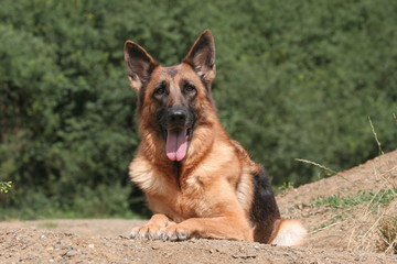 magnifique berger allemand couché de face tirant la langue