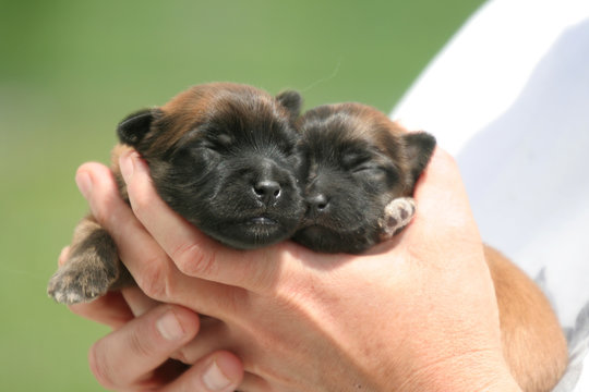 Deux adorables nouveau-n&eacute;s bergers des pyr&eacute;n&eacute;es