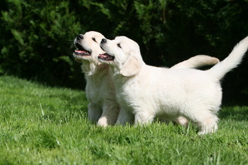 Duo de chiots golden retriever blancs aboyant à l'unisson