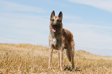 le berger belge laekenois debout de face en plein été