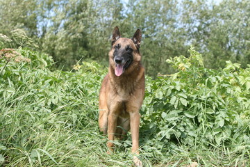 Le beau Malinois assis de face en pleine nature