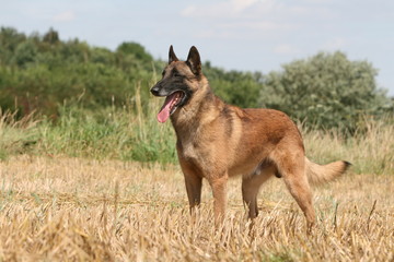 Le berger belge malinois debout tirant la langue