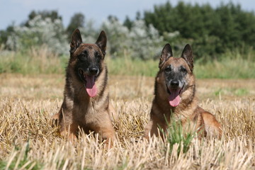 Deux bergers belges malinois couchés à la campagne