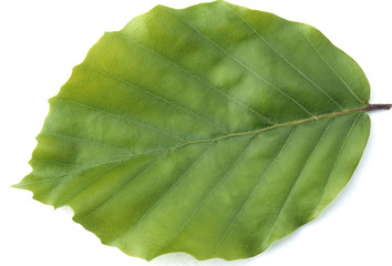 Buchenblatt