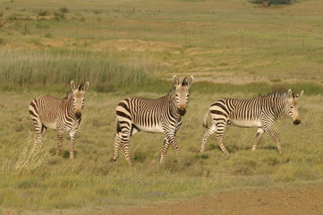 Fototapeta na wymiar Berg Zebra