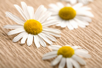 Obraz premium camomile flowers over recycled paper. ecological background