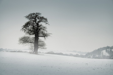 Snow, Tree and Mist