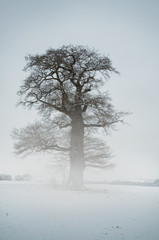 Fototapeta na wymiar Mist Tree - Winter
