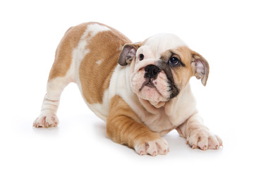 Bulldog puppy on white background