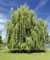 Trauerweide