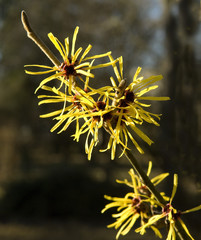 Chinesische Zaubernuss