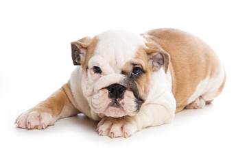 Bulldog puppy on white background