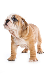 Fototapeta premium Bulldog puppy on white background
