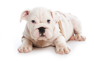 Obraz na płótnie Canvas Bulldog puppy on white background