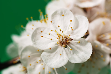 Blossoming branch of a tree
