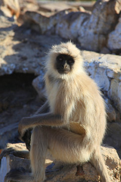 Singe Vervet dans la nature