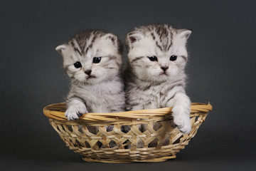 Fototapeta na wymiar Two British Shorthair kittens