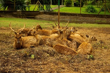 Elevage de cerfs de Java à l'Ile Maurice
