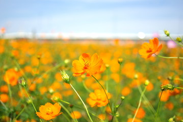オレンジのコスモス