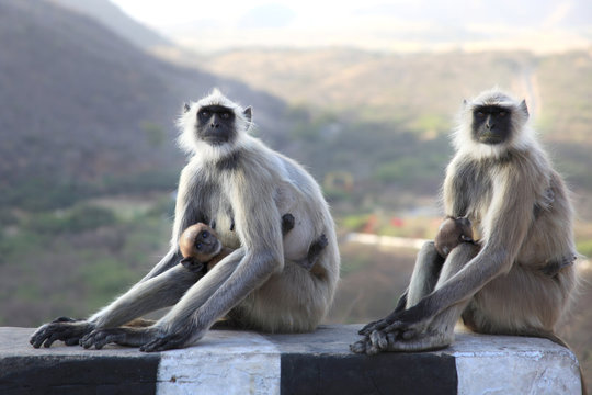 Singes Vervet et leurs petits dans la nature