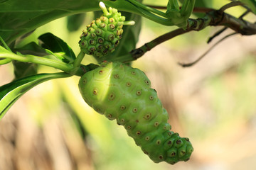 Noni, phytomédicament aux multiples bienfaits