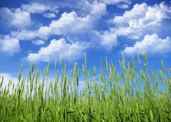 wheat field