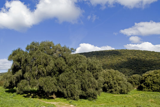 Ulivo millenario Luras