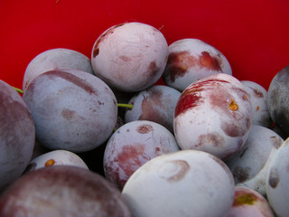 Plums4