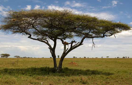The lion rest on the tree in african savannah