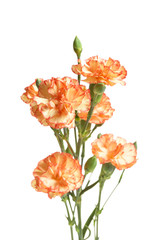 Beauty carnations