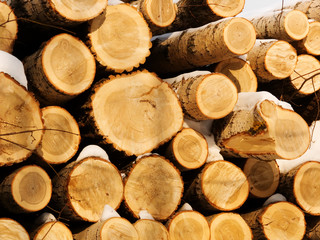 Tree trunks a poplar