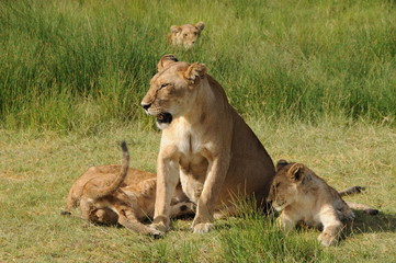Fototapeta na wymiar Rodzina lion